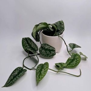 Epipremnum Trebie