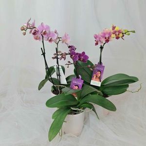 Mini Phalaenopsis Orchids