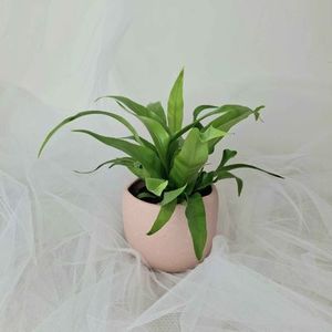 Mini Indoor Plant