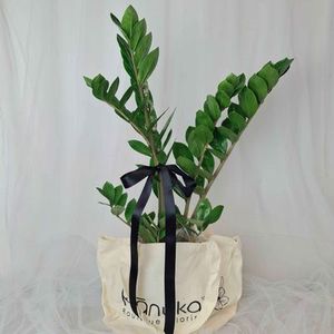 ZZ Plant