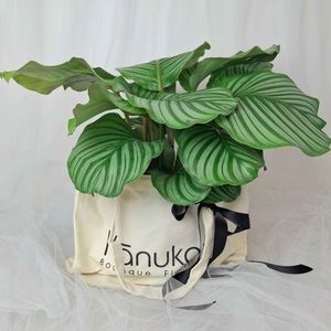 Calathea Orbifolia