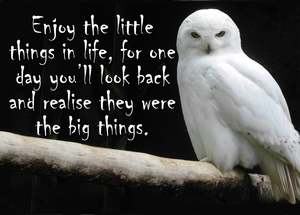 NZF103 ENJOY LITTLE THING OWL