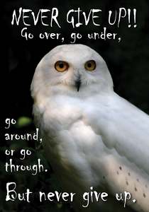 NZF102 NEVER GIVE UP OWL