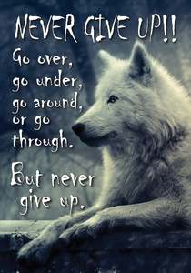 Animal Signs: NZF91ANEVER GIVE UP