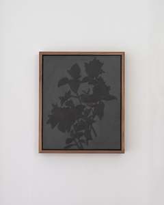 Briana Jamieson: Graphite Dahlias