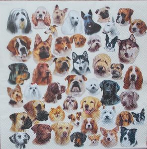 Animals: An597