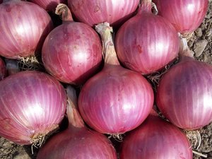Products: Onions - Red - Kerikeri Organic
