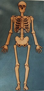 Products: Human Skeleton - Kidz Jigz