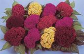 Products: Celosia Amigo Mix