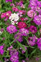 Products: Candytuft flash mixed