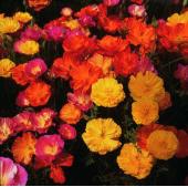 Products: Poppy california thai silk mixed