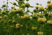 Products: Phlomis lemon puffs