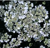 Products: Orlaya white lace
