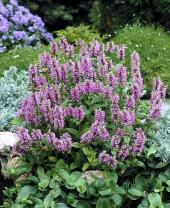 Products: Nepeta pink cat