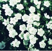 Products: Nemophila snowstorm
