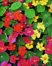 Products: Nasturtium whirlybird mixed
