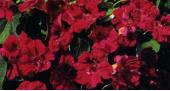 Products: Nasturtium top flowering mahogany