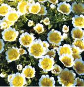 Products: Meadowfoam