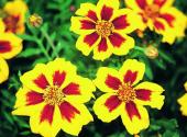 Products: Marigold naughty marietta