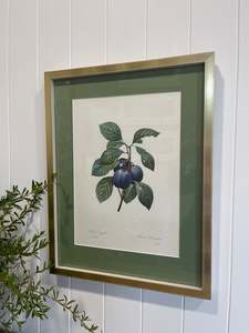Pierre-Joseph Redoute Still Life Print- Plum