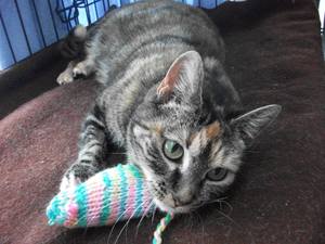 Products: Cat Nip Mouse