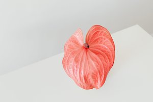 Gift Card Kit The Journey - Hawke's Bay