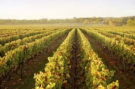 Products: Winery Tour & Muriwai Beach – 1 Day Tour