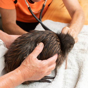 Products: Kiwi Rehab Centre Supporter