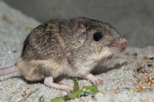 55cm Rat found in home