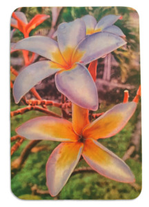 Frontpage: Two Frangipani puzzle
