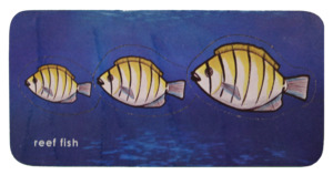 Polynesia: Reef Fish Seriation puzzle