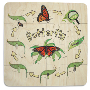 Butterfly Life Cycle puzzle