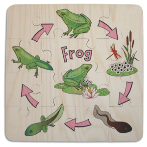 Frog Life Cycle puzzle