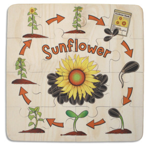 Native Wildlife: Sunflower Life Cycle puzzle