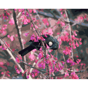 NZ Native Birds: Tui in Cherry Tree
