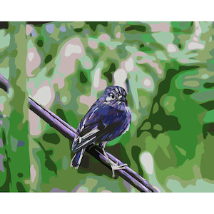 NZ Native Birds: New Zealand Robin