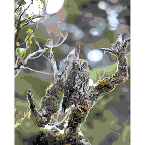 New Zealand Native Birds: Morepork