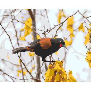 Frontpage: North Island Saddleback *NEW*