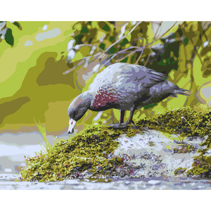 Frontpage: Blue Duck *NEW*