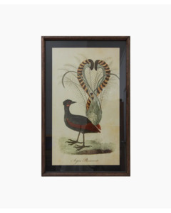 French Country - Lyre Bird Wall Art