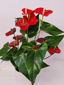 Red Anthurium Kora Floral Boutique