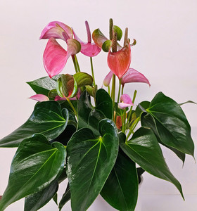Pink Anthurium Kora Floral Boutique