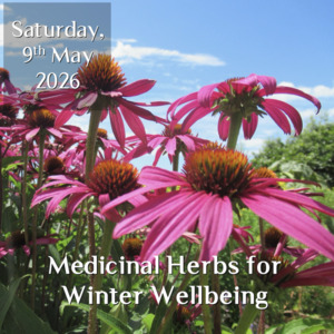 Using Medicinal Herbs for Winter Wellbeing