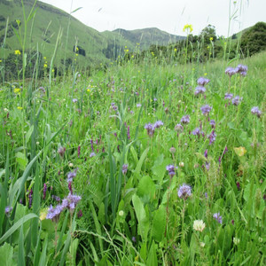 Regenerative Management of a Lifestyle Block