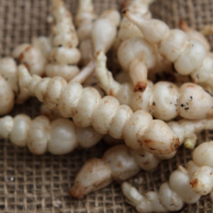 Chinese Artichokes / Crosnes