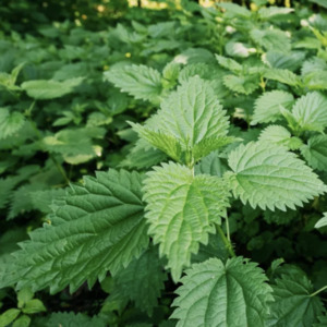 Stinging Nettle Perennial