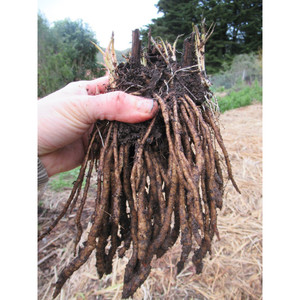 Grow Your Own: Skirret Crown