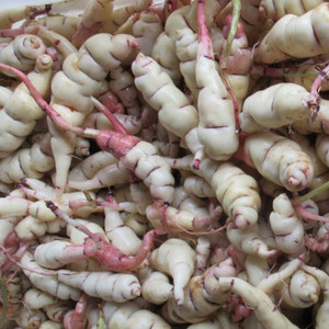 Mashua Tubers