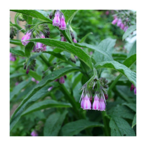 Russian Comfrey crown