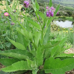 Medicinal Comfrey plant